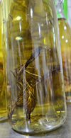 Rosemary & oil