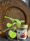 Epis Sante 8oz jar