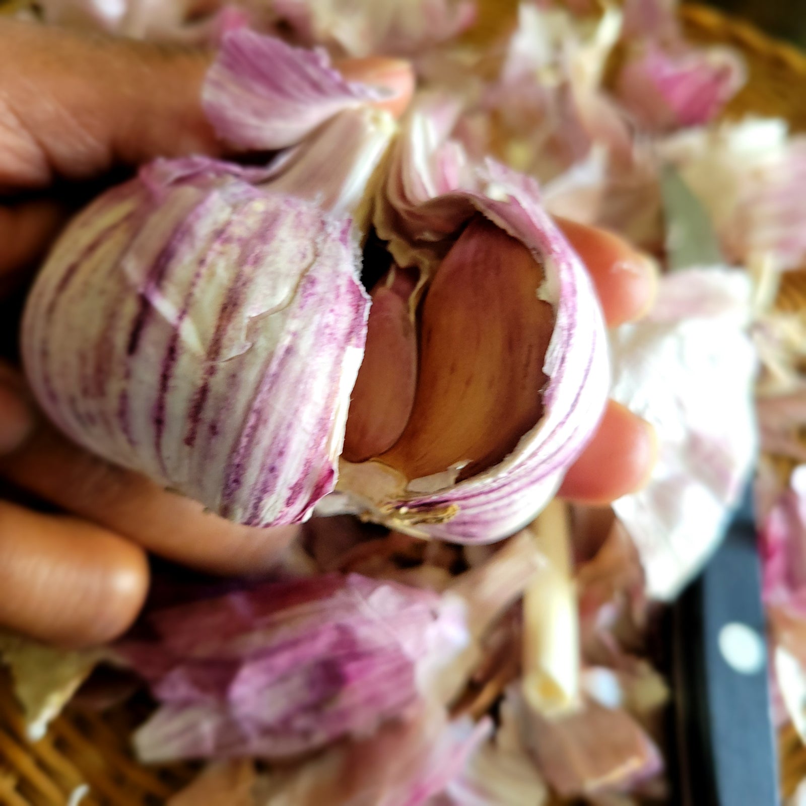 5 Cloves Purple garlic (5 Tèt Lay vyèlèt)