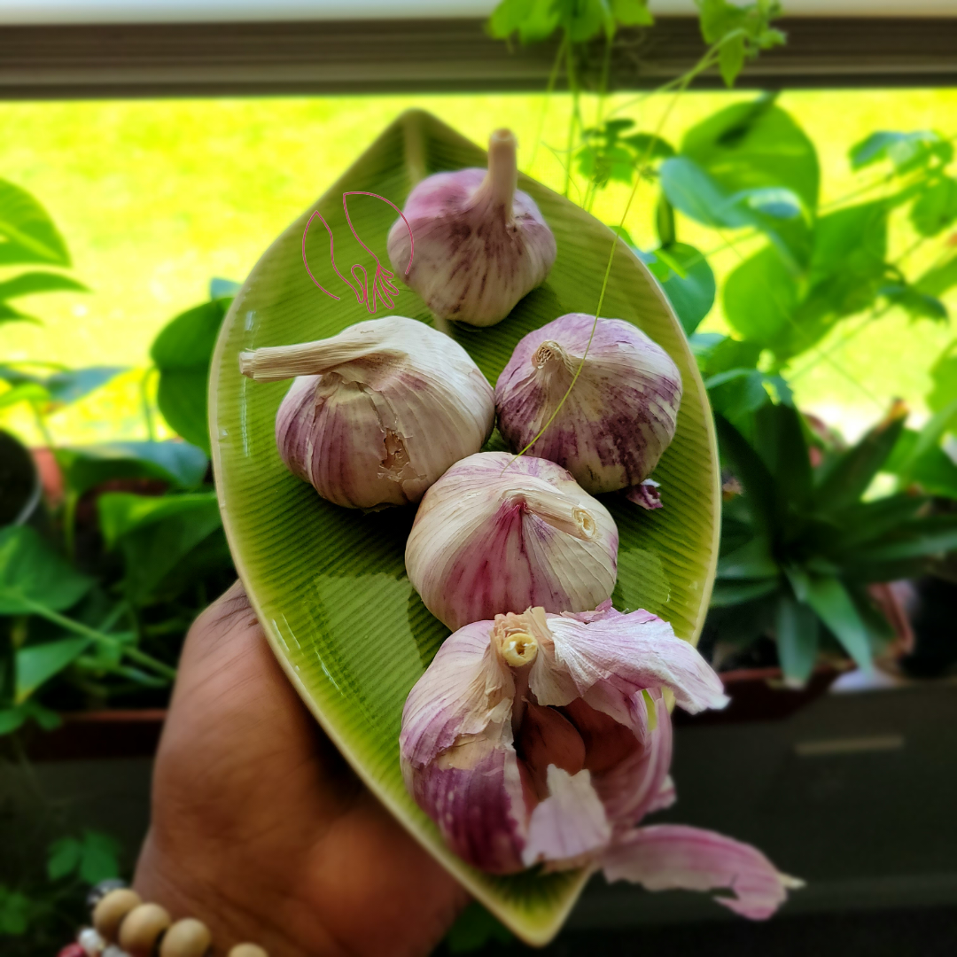 5 Cloves Purple garlic (5 Tèt Lay vyèlèt)